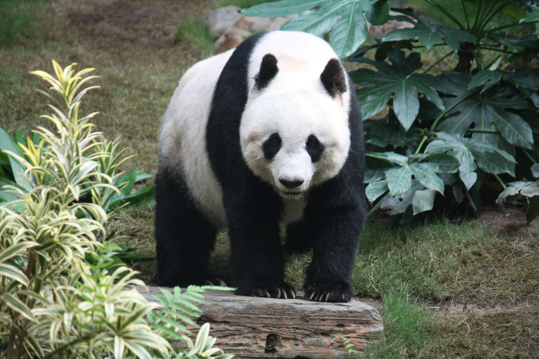 Panda Crocs 04-21-2020